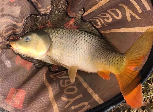 纯玉米、甜薯玉米和五谷杂粮,野钓哪一种效果最好?