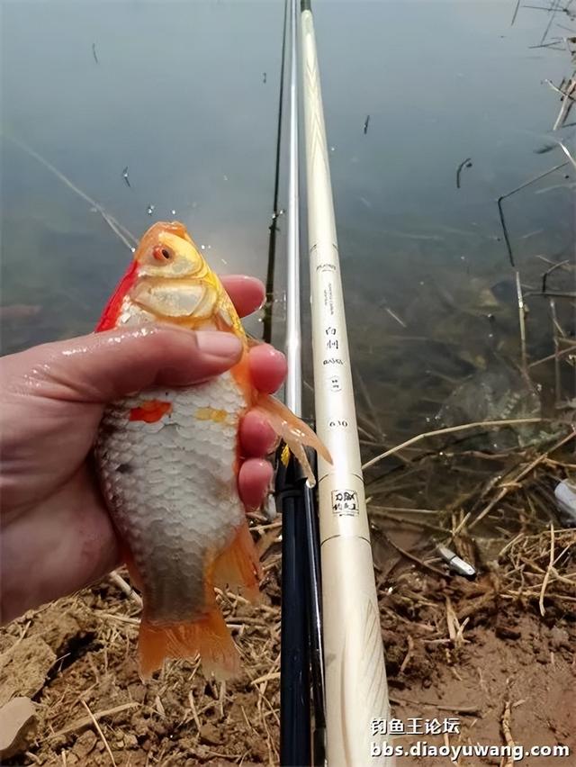 饵料|白刺出击完美爆护