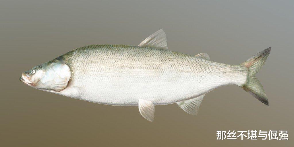 (siberian ibex),猞猁,赤狐(red fox),野猪(wild boar),紫貂(sable)