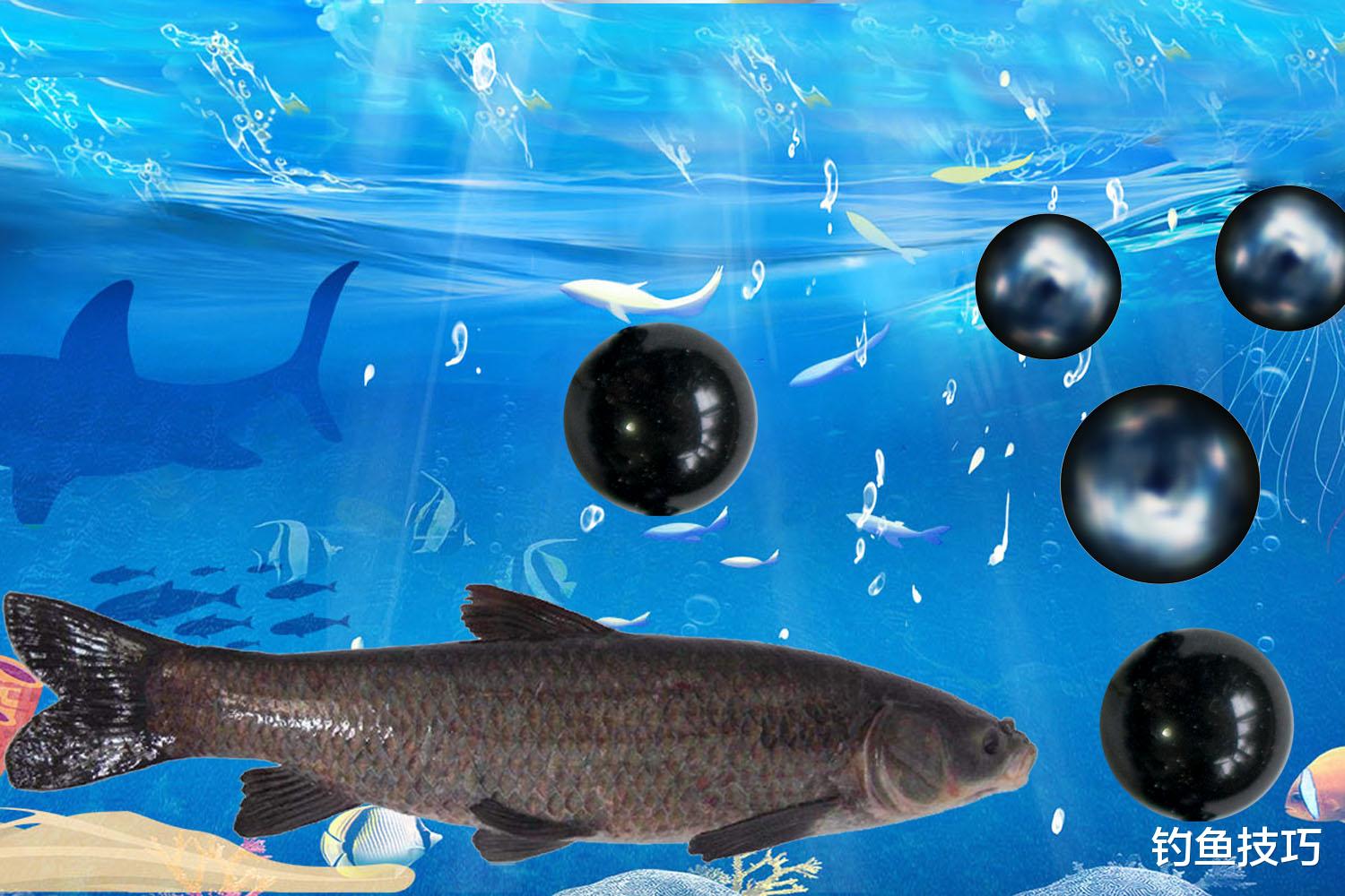 鲤鱼|专钓黑坑的4种特殊商品饵,专攻鲫鱼、鲤鱼和青鱼