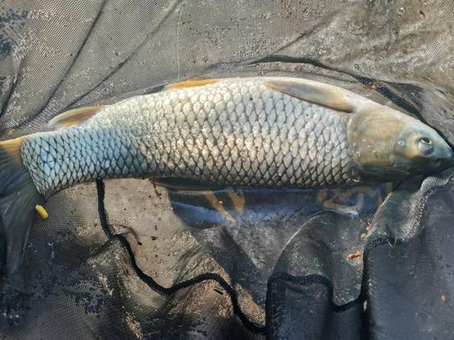 玉米|草鱼窝料速成法,只需添加2种佐料,就能大大增加窝料的诱惑力