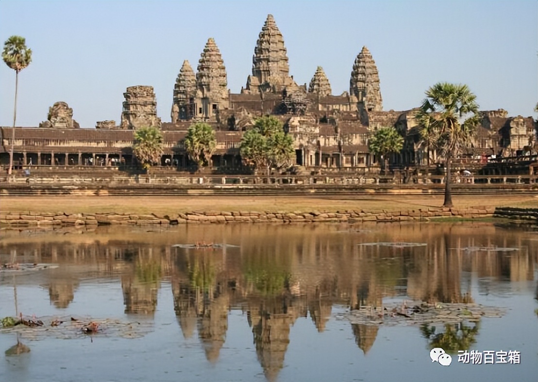 柬埔寨|柬埔寨，为何成为欧美白人的“天堂”？
