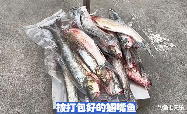 泥鳅|重庆“泥鳅党”光顾万峰湖？翘嘴鱼遭殃，当地钓鱼人紧盯渝牌车辆