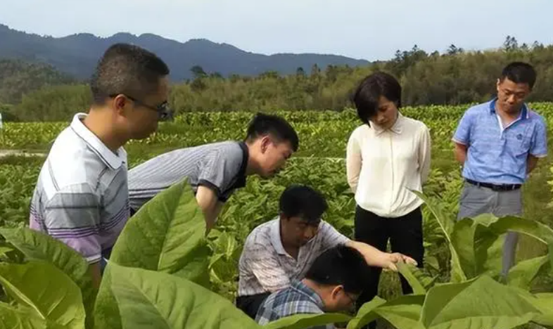 “CPU烧了”，一家20多口人在烟草工作叫传承？国家出手安抚人心