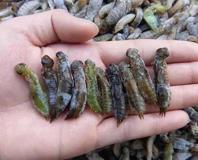 蚊子|1年吃掉3000只蚊子,8年才能长大,如今做成美食供不应求?