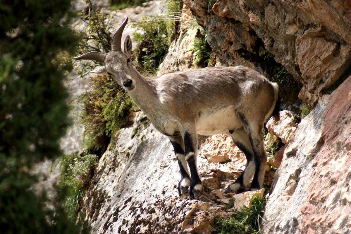 世界级"攀岩"大师:岩羊能在90°悬崖上行走,难道不怕摔死吗?