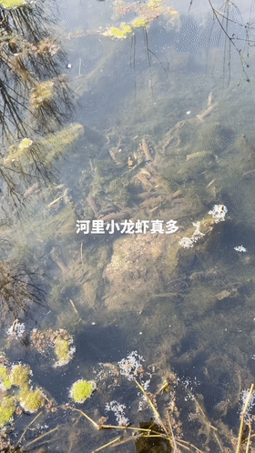 |泛滥了？河北一小水沟里成群小龙虾清晰可见，过路老乡捞起许多