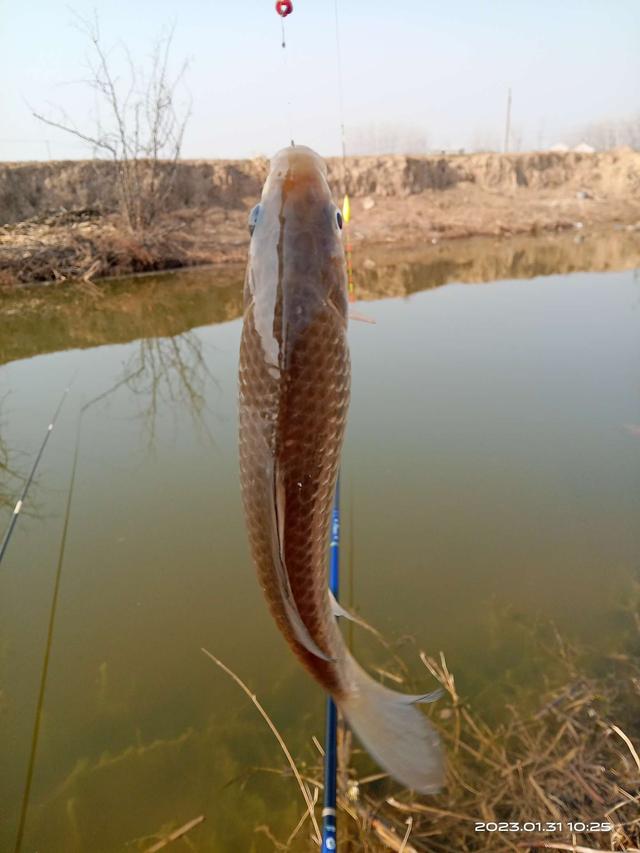 鲫鱼|冬尾冰融探鱼口，个头整壮值得守。