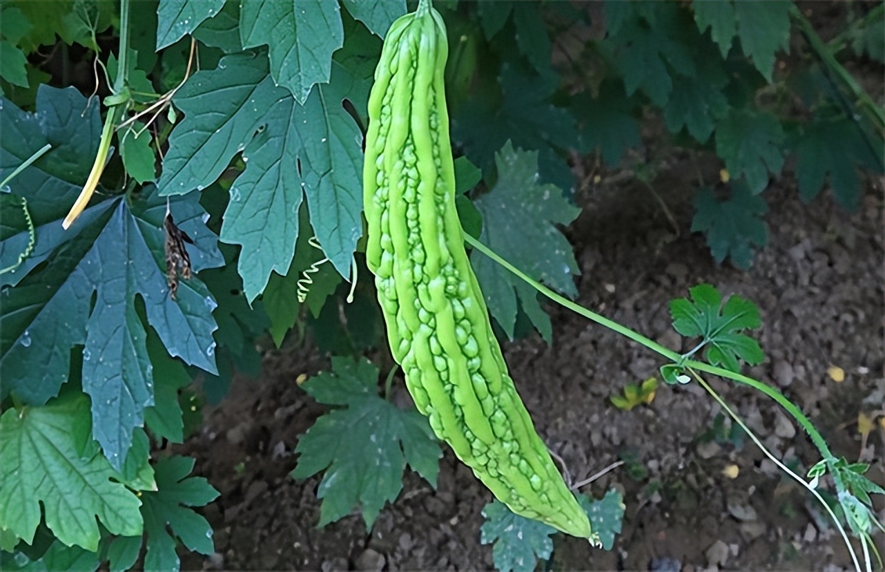 肝不好,转氨酶居高不下?3种“硒食物”逮着吃,还你“婴儿肝”