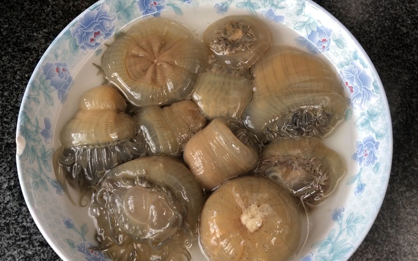 海葵在我国有着广泛分布,江苏至浙江沿海一带比较多见,每当潮水退去