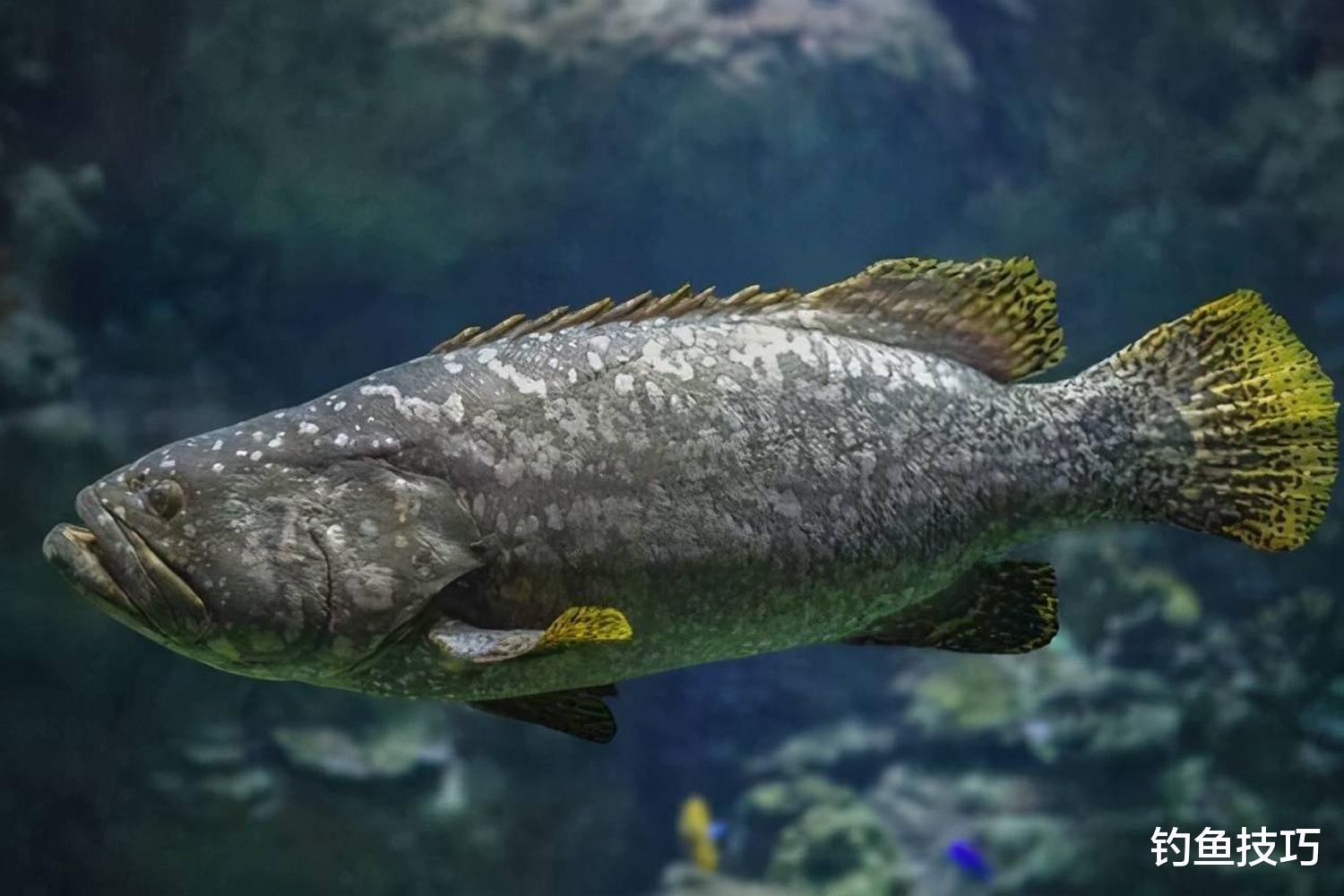 龙趸鱼怎么钓?用哪种鱼饵?龙趸鱼的生活习性和垂钓技巧