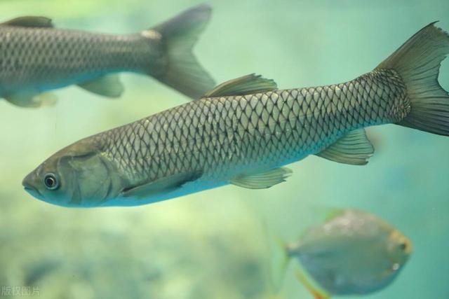 水库|夏季垂钓大草鱼，带上这几招出发，别错过草鱼黄金季节！