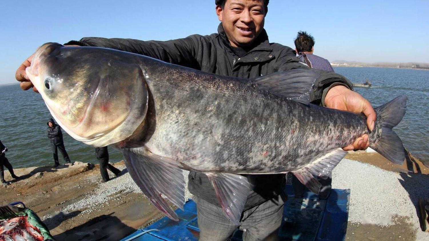 冬天的鲢鳙躲在什么地方？冬天钓鲢鳙的要领