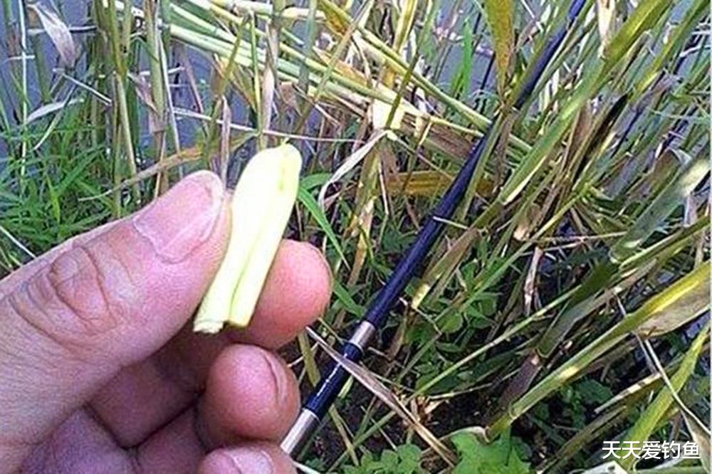 三伏天野钓草鱼，试试芦苇芯钓法，狂拉不是不可以