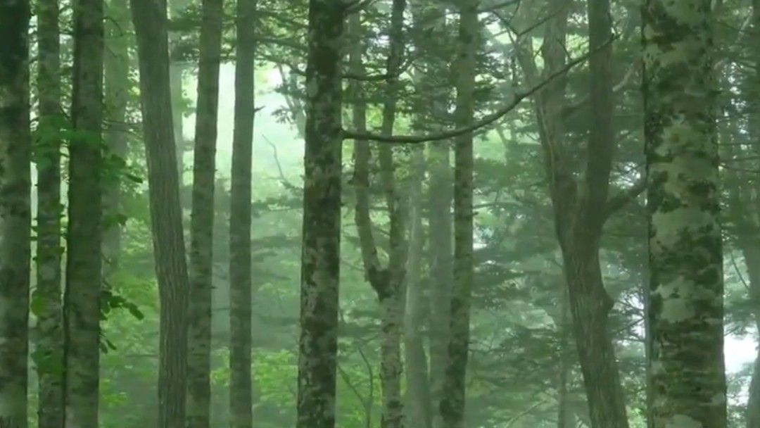 为什么金丝楠木这么金贵 到底贵在哪儿