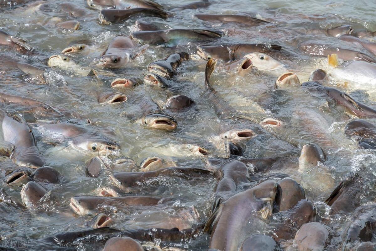 鲶鱼|10种公认好吃的淡水鱼,草鱼,青鱼都未能上榜,看有没有你爱吃的