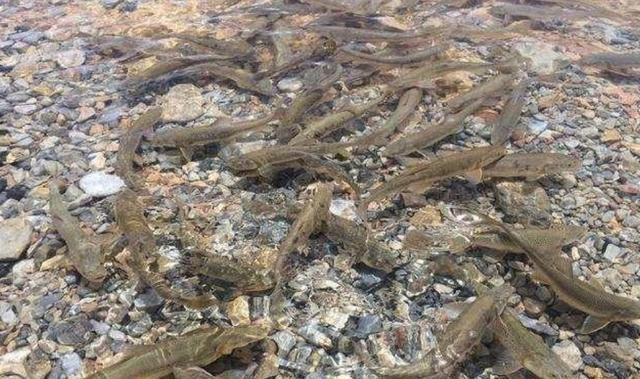 西藏|西藏羊卓雍措里的鱼，多达8亿公斤，却无人敢吃