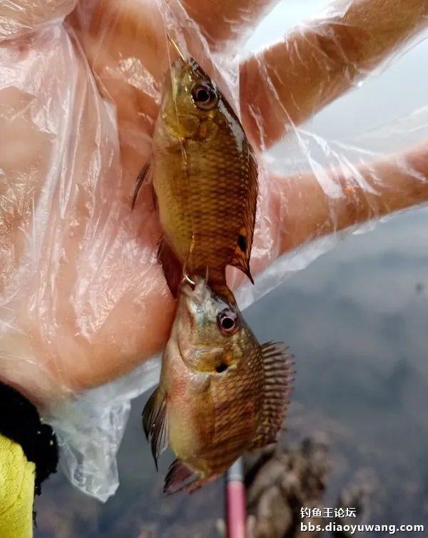 饵料|1杯饵2个钟100尾