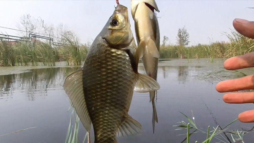 天热鱼口差如何打窝效果好？对比上鱼硬道理！抽频率如何把握节奏