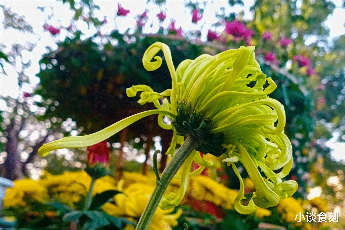 重阳节|“初九有三忌，一年添顺利”，九月初九将至，3忌有啥“讲究”？