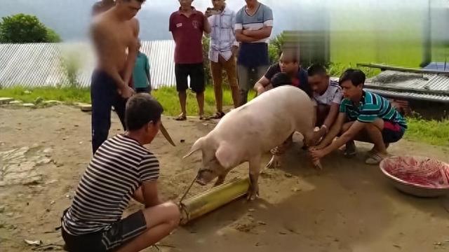 猪肉|现在的猪肉吃着不香了?口味变了还是猪肉变了,听养殖户怎么说!