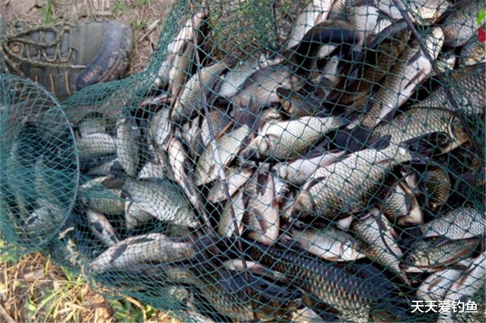 鲫鱼|冬季野钓,造成“空军”的4个主因,反正不是天冷