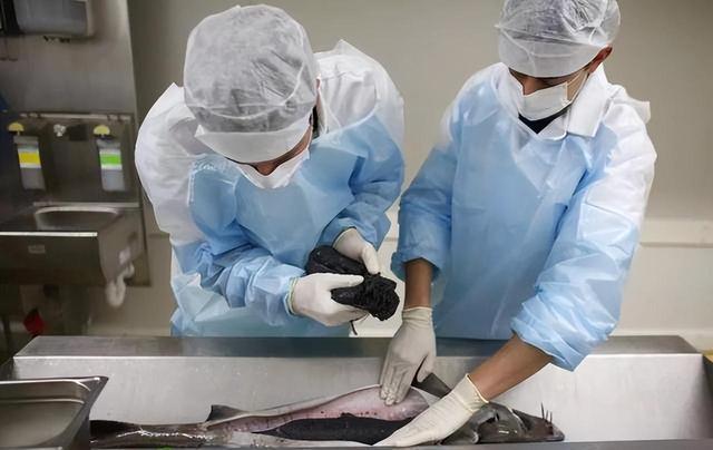 鱼子酱|俄罗斯70万一勺的鱼子酱，到了中国后，为何却变成了“白菜价”？