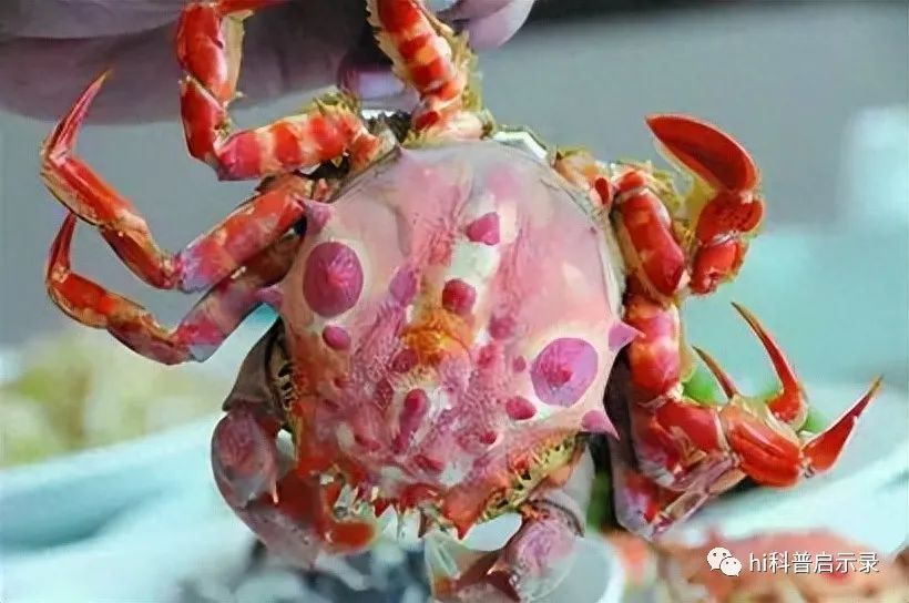 贴秋膘|揭秘！奇葩命名背后的毒蟹之谜