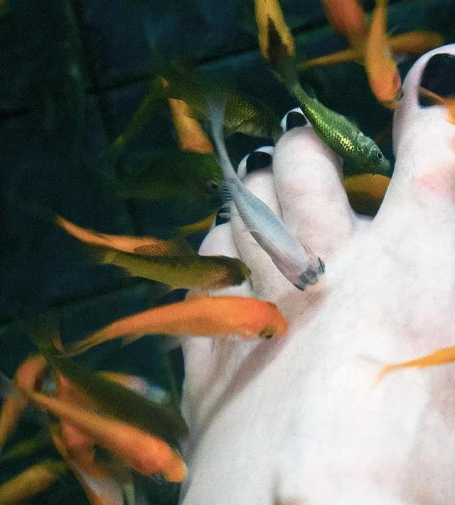 恐怖的温泉鱼疗:吃脚皮、治脚气全是假象,整条鱼进去只剩骨架