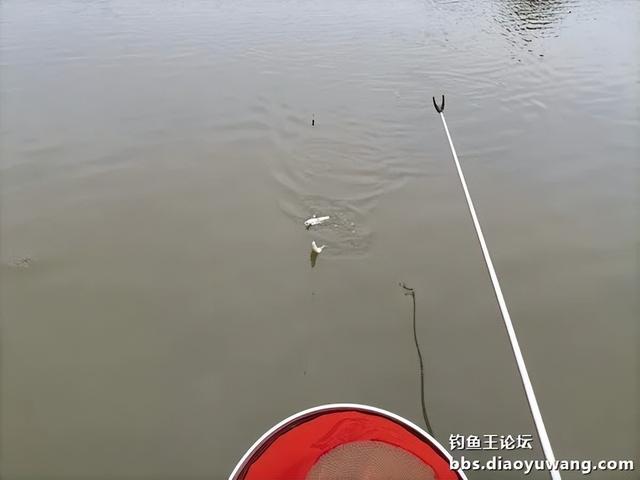 |生鲜大玉米,钓翘也钓鲫