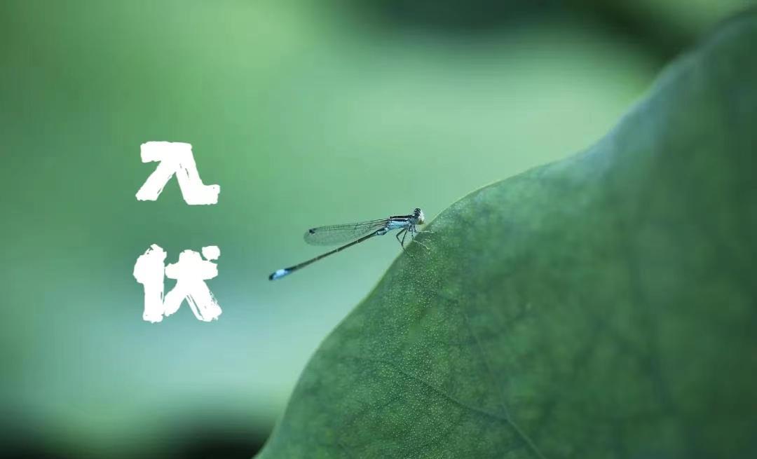 入伏|明日入伏,提醒家人:三样不上桌,福气不进门,是指啥?传统别丢