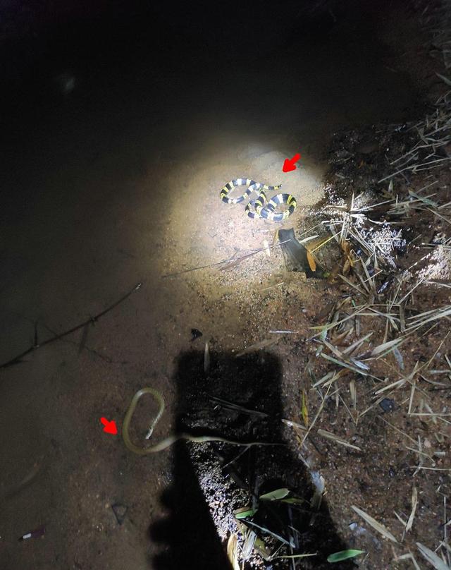 野菜|闯了蛇窝？广西男子夜钓1小时连遇三条蛇，男子：感觉水里都是蛇