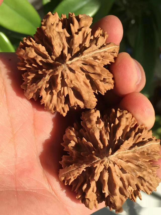 文玩核桃|送礼指南-适合送长辈的文玩核桃