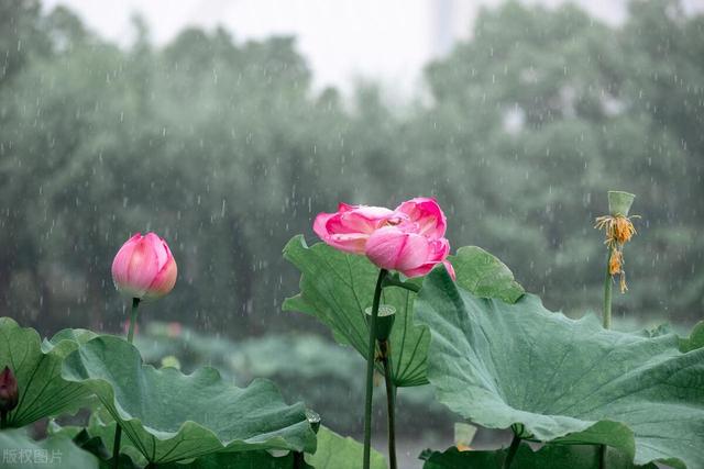 钓鱼技巧|夏季涨水好钓鱼吗?放弃这些钓鱼误区,找对时机钓位才会鱼获多多