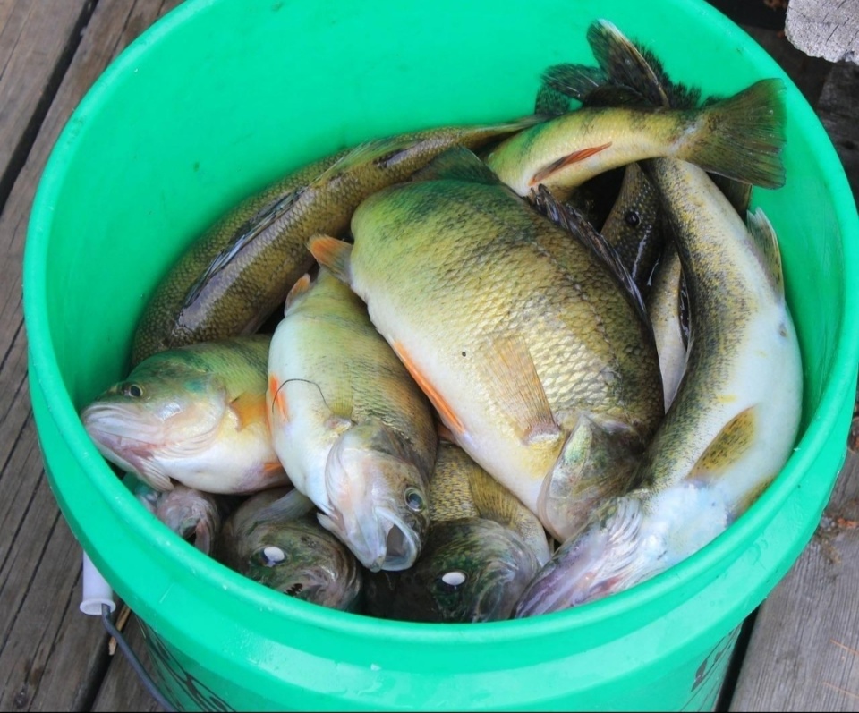 黑鱼草鱼刺太多,春天多给娃吃这鱼!