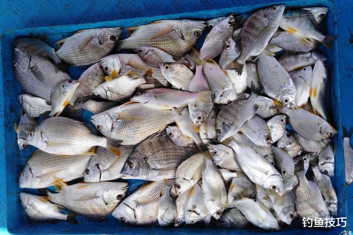 |海边钓鱼的4个要诀,掌握了这几点,海边钓鱼也能爆箱