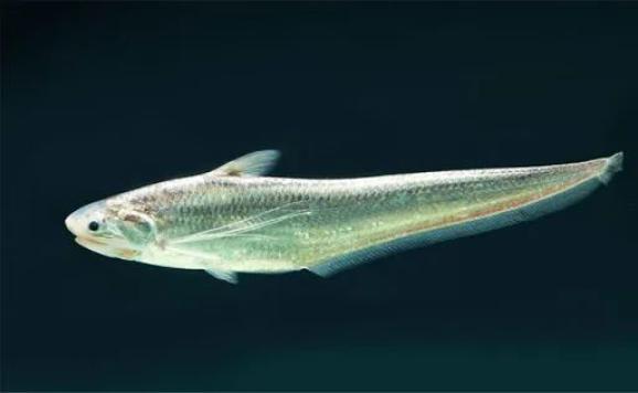 十年禁渔成绩出来了,有网友建议全国推广,你觉得合适吗?