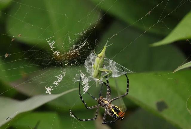 罕见的49张照片,天生丽质的斯嘉丽,产道放大1000倍的样子