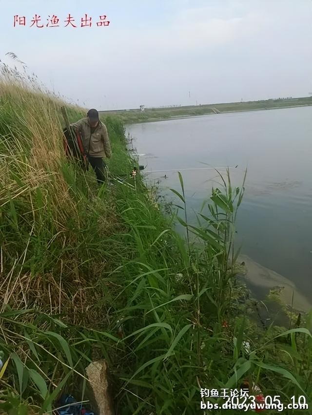 |大鲫加疯杀红虫,野河钓鲫爆护了
