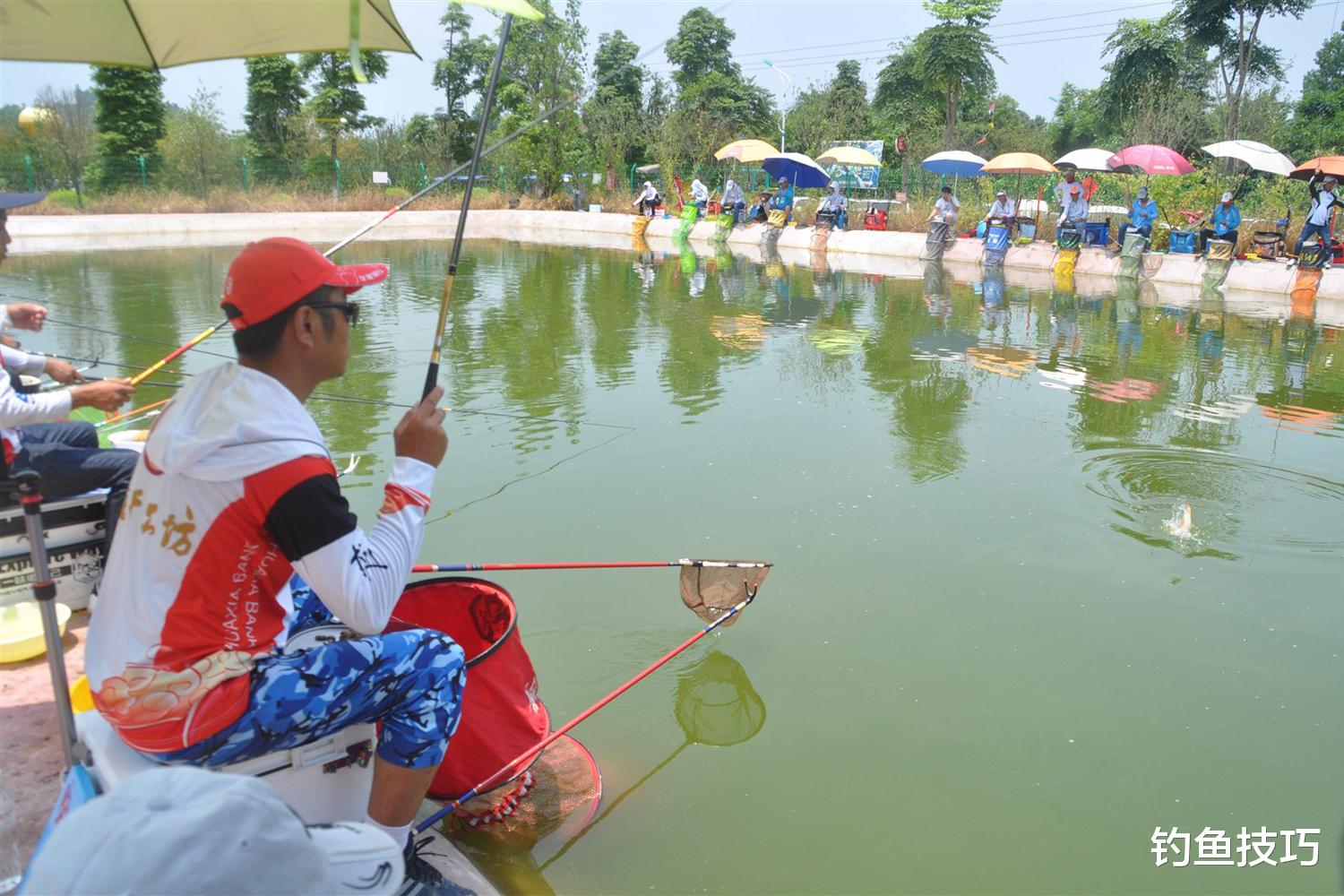 夏季钓黑坑鲤鱼的抢鱼攻略,黑坑鲤鱼正钓的5个要领