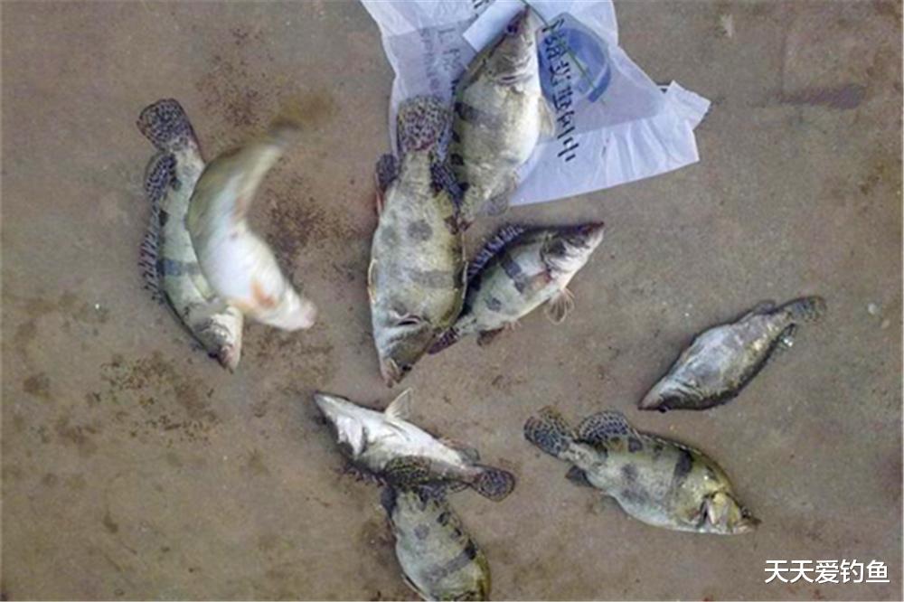 |野钓鳜鱼,就用民间这种土方法,方法简单效果一流