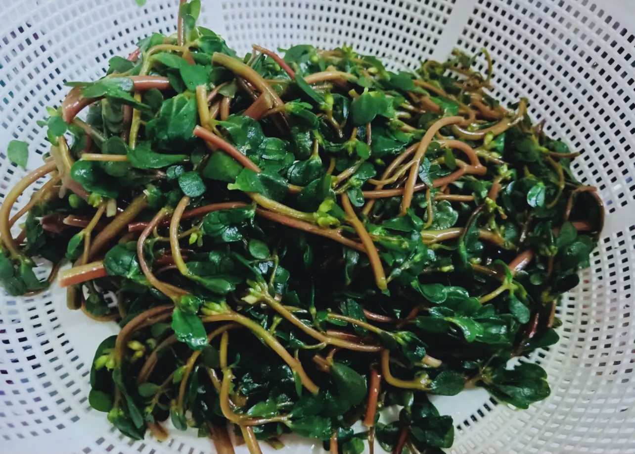 饺子|三伏天，遇到这菜别手软！剁碎包饺子，好吃又解馋，不懂吃真可惜