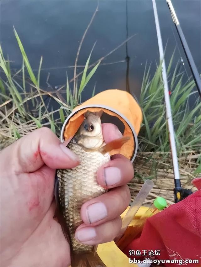 |今晚吃鱼,一不留神就爆护