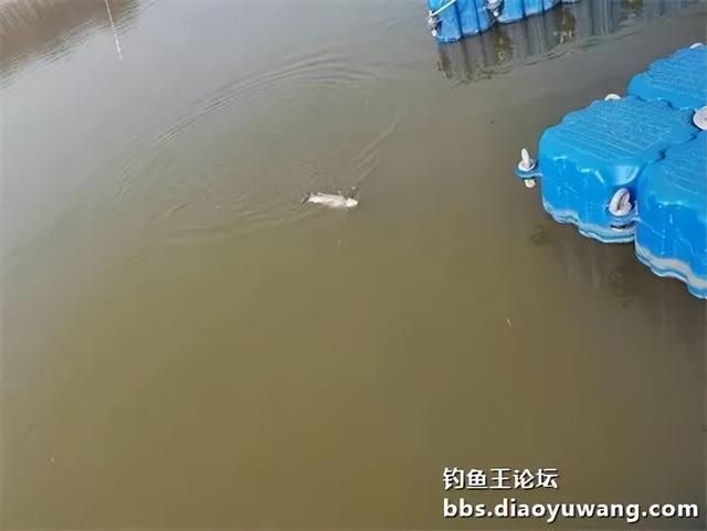 地狱猫水库试钓，遇涨水小有收获