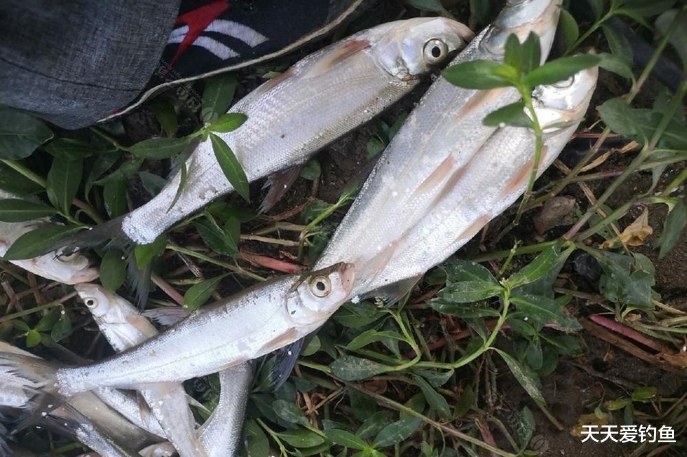 鱼钩|没钓米级翘嘴?其实未必是鱼少,明显是钓法不对