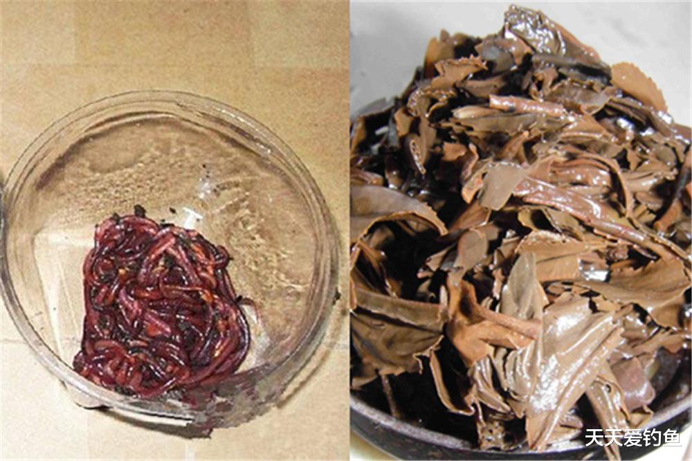 |万能钓饵的正确用法，渔获差异巨大，原因是少了几个步骤