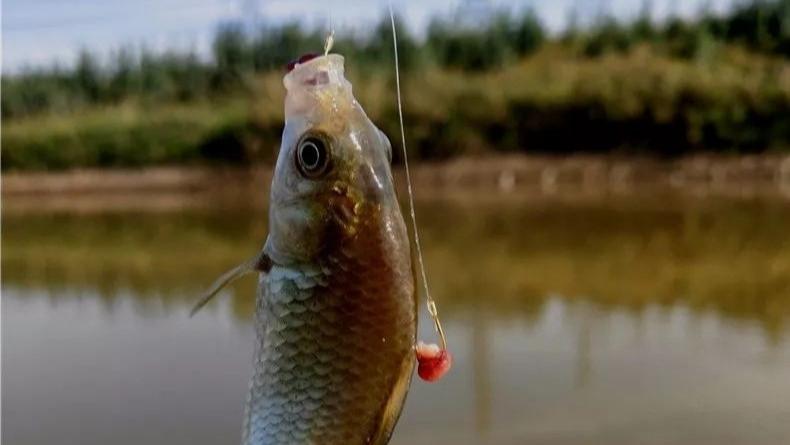 低成本就能钓好鱼！根据鱼的食性用好三类饵料，轻松玩转野钓！