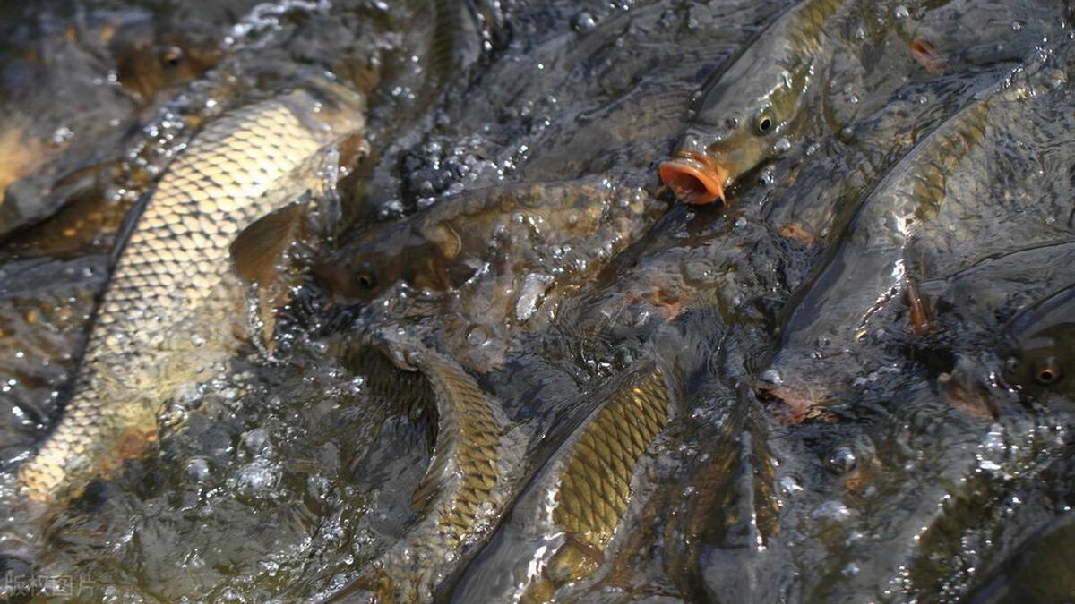 鲶鱼|10种公认好吃的淡水鱼，草鱼，青鱼都未能上榜，看有没有你爱吃的