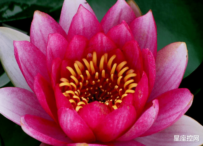 情商比较高，事业占优势的4个星座，竞争力越来越强