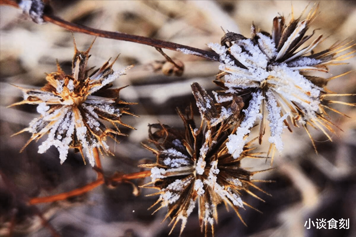 霜降|明日霜降,老话说:“冬天冷暖看霜降”,今年是暖冬还是寒冬?